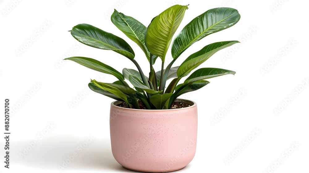 Obraz premium plant in a pot