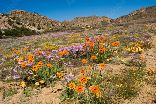 Wild flowers on a slope with mountain backdrop at Goegap