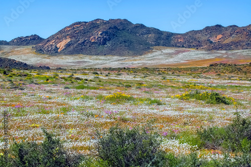 Fields of wild flowers with a mountain backdrop, at Goegap