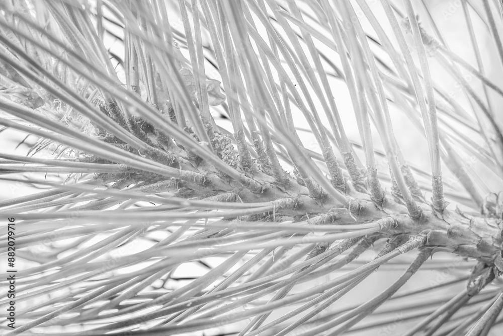 Obraz premium Close view of beautiful pine needles in black and white