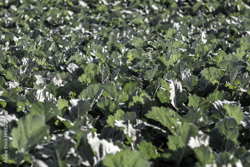 Field of cabbage. closeup of photo