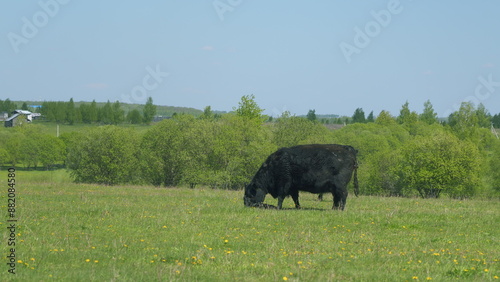 Cows On A Field. Amazing Scenery Of Herd Of Black Angus Cows Pasturing On Green Meadow. Mother Black Cow And Calf.