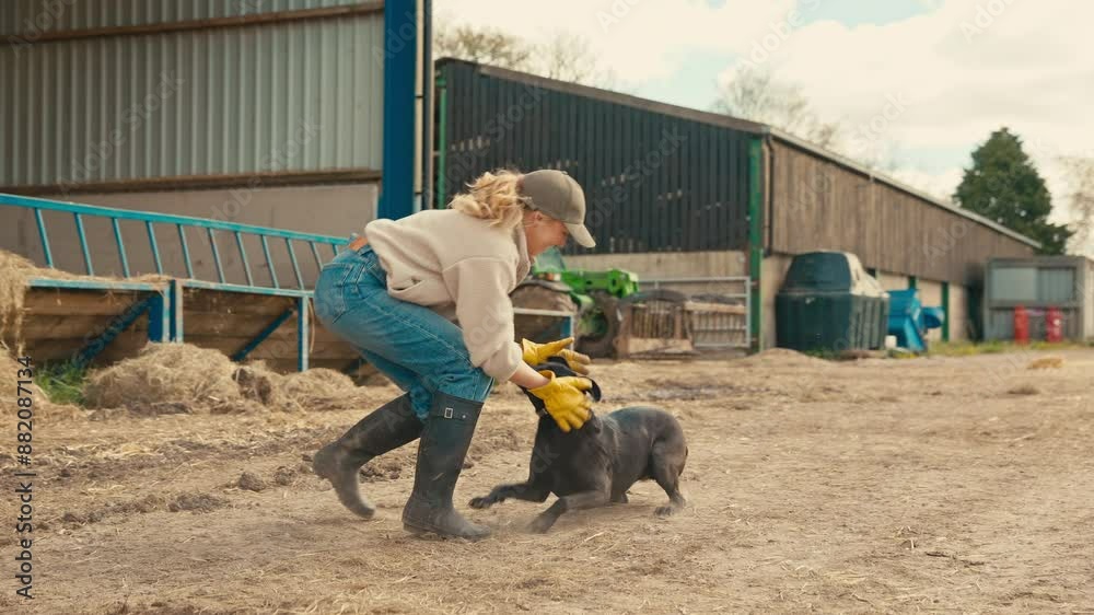 Female farm worker having fun with working dog playing in farmyard - shot in slow motion Female farm worker having fun with working dog playing in farmyard - shot in slow motion