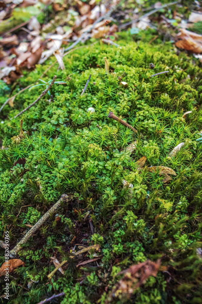 Macro - Forest - Europe, Romania, Suceava region Macro - Forest - Europe, Romania, Suceava region