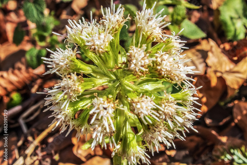 Macro - Forest - Europe, Romania, Suceava region