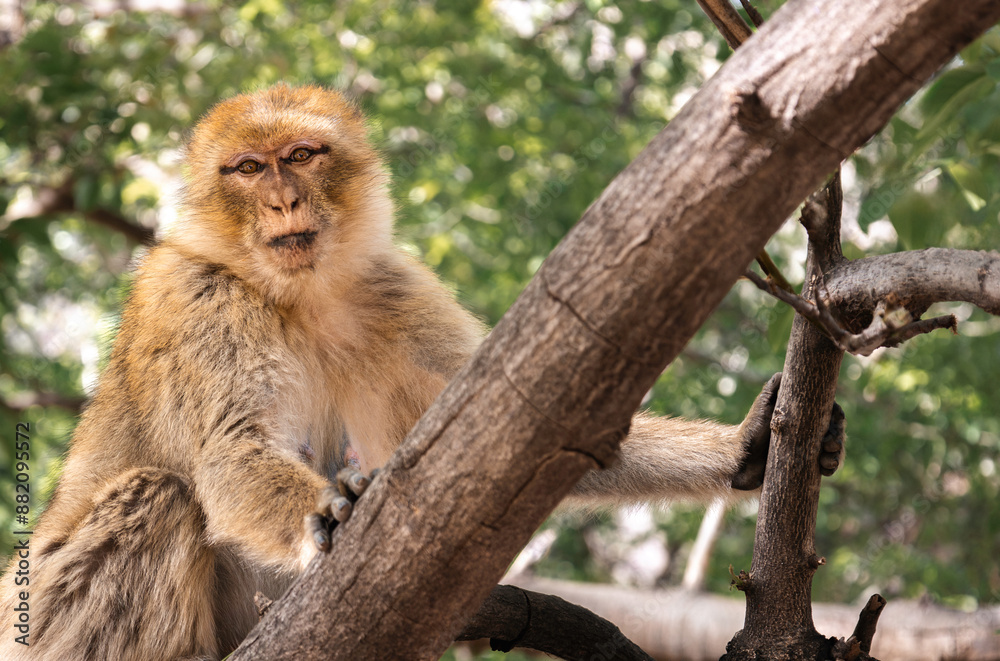Naklejka premium Female Barbary Macaque (Macaca sylvanus) in Setti Fatma Forest, Morocco - Wildlife Photography