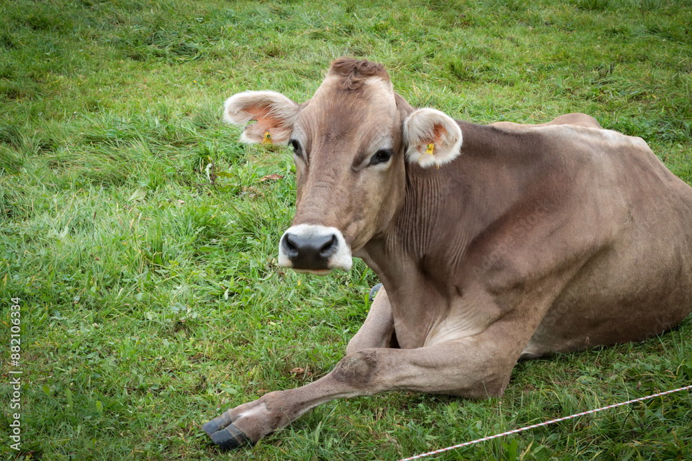 Eine braun graue Kuh liegt in der Wiese Eine braun graue Kuh liegt in der Wiese