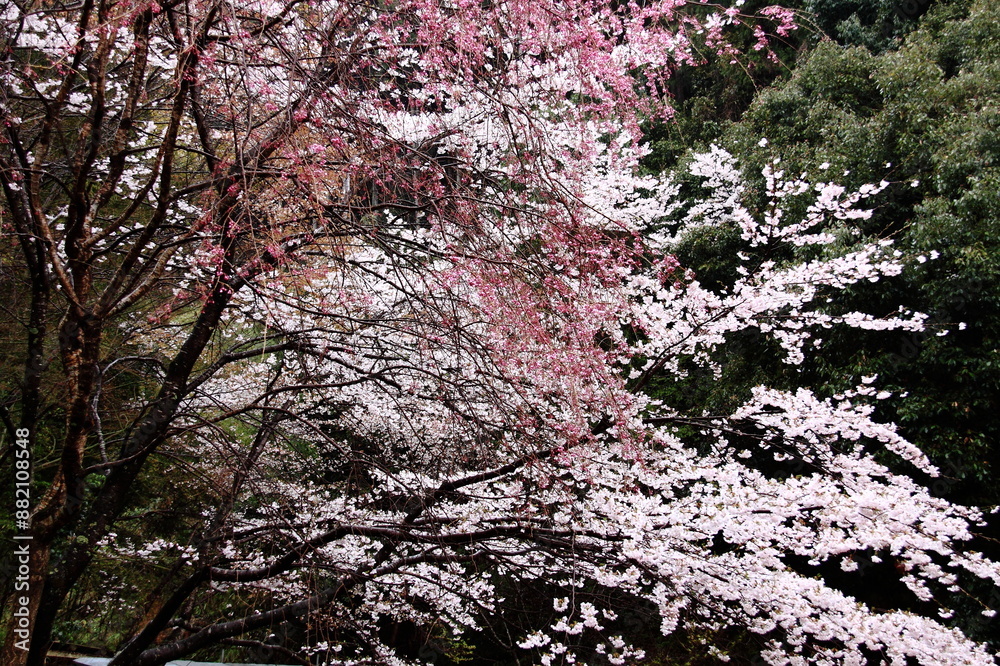 Cherry blossoms in full bloom, showcasing a mix of white and pink petals amidst lush green foliage, capturing the essence of springtime. Cherry blossoms in full bloom, showcasing a mix of white and pink petals amidst lush green foliage, capturing the essence of springtime.