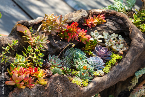 Colorful Echeverias Growing On Dry Trunk