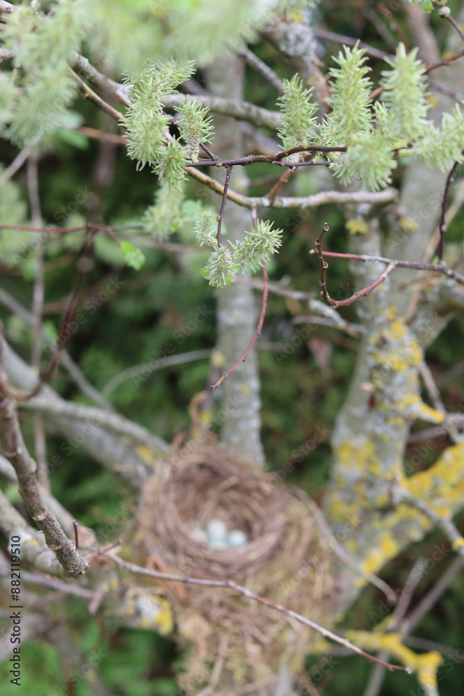 Fototapeta premium Vogelnest im Garten