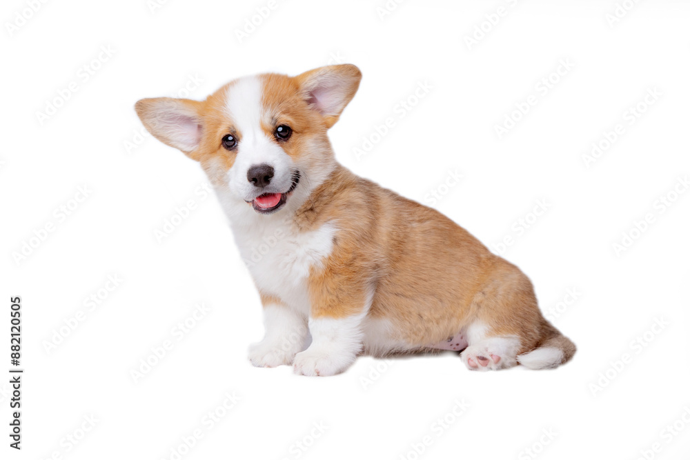 A cute Welsh corgi puppy sits on a white background
