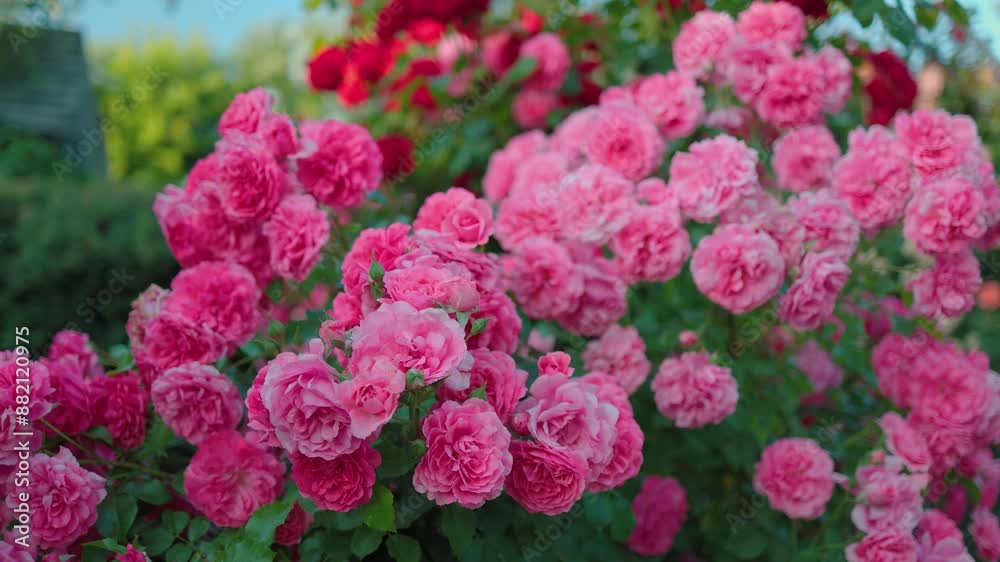 Beautiful pink roses on a background of green leaves. In this enchanting video, you'll be captivated by the mesmerizing beauty of delicate pink roses in full bloom. Beautiful pink roses on a background of green leaves. In this enchanting video, you'll be captivated by the mesmerizing beauty of delicate pink roses in full bloom.