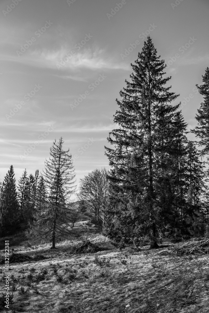 Naklejka premium Landscapes - Forest - Europe, Romania, Suceava region