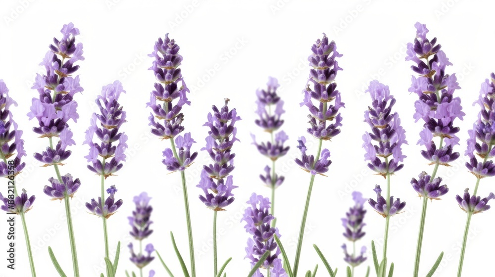 Naklejka premium Delicate lavender flowers, capturing their soft purple hues and slender green stems, set against a white background