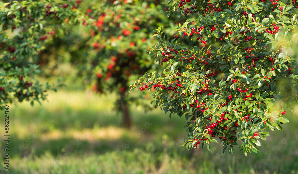 Fresh ripe sour cherry hanging on cherry tree Fresh ripe sour cherry hanging on cherry tree