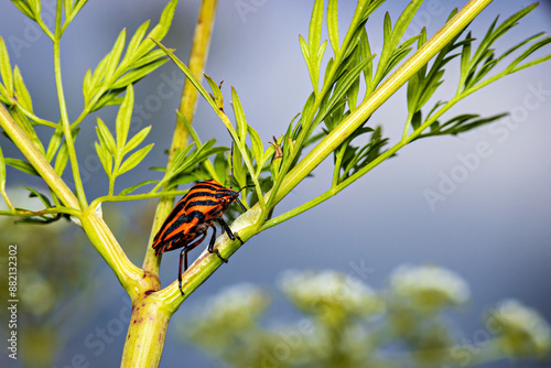 An europea striped shield bug photo