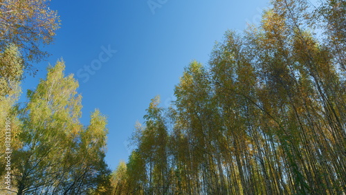 Nature change scene. Orange autumn leaves with a blue sky background. Beautiful autumn view. Low angle view.