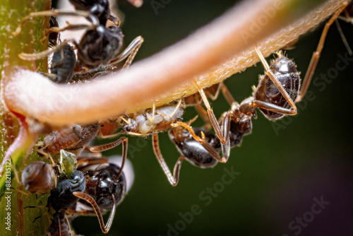 Photography Small black cats in the wild