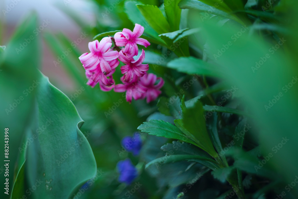 Obraz premium Hyacinthus orientalis, common hyacinth, garden hyacinth or Dutch hyacinth Pink flowers. High quality photo