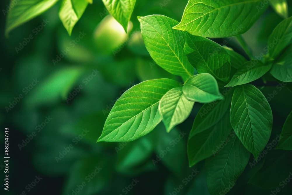 Nature of green leaf in garden at summer. Natural green leaves plants using as spring background Nature of green leaf in garden at summer. Natural green leaves plants using as spring background