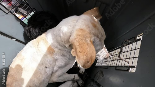 Volunteer stroking rescued scare and skinny dog after detonation of Kakhovka Hydroelectric Power Station. Consequences of the detonation of dam on Dnipro river in Kherson town. Close up photo