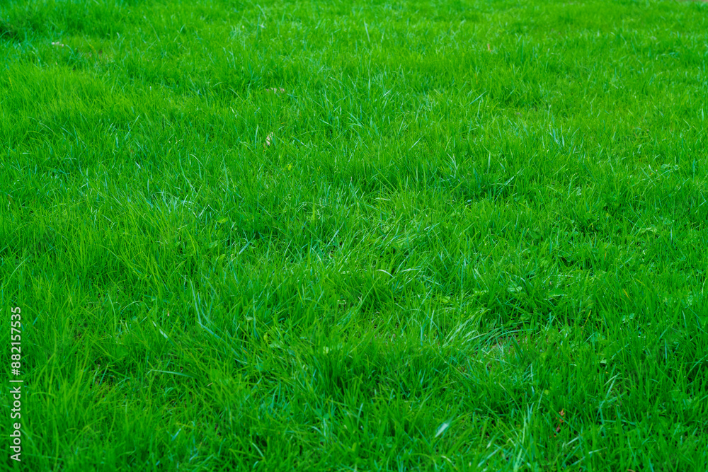 Fototapeta premium Green artificial grass natural background. High quality photo
