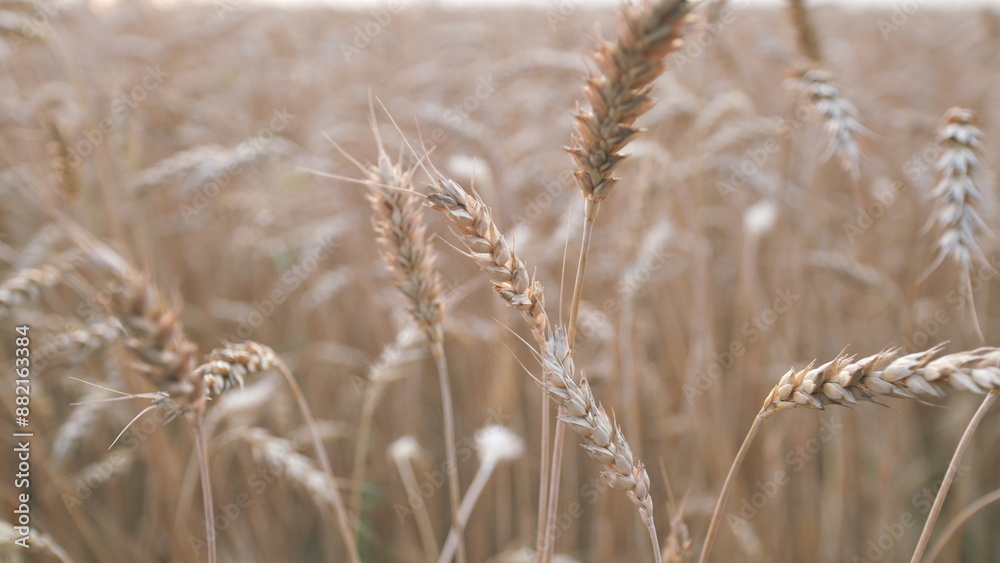 Obraz premium Traditional farming. Yellow wheat stalks. Golden ears of wheat in a field. Wheat ears on light wind at sunny day. Close up.