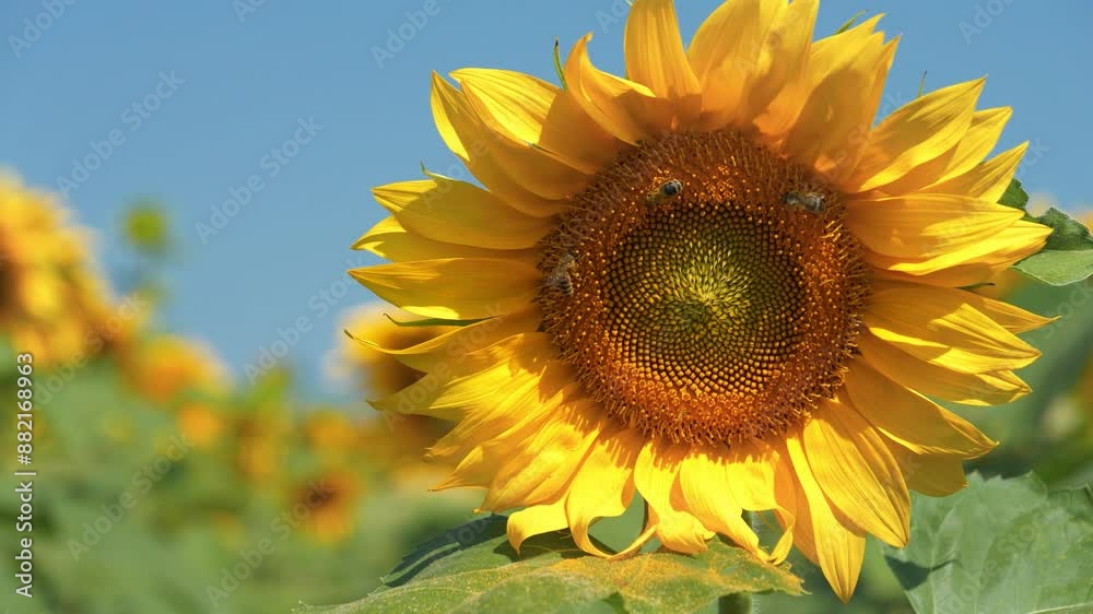 Field of beautiful sunflowers with many bees working. Bees are hard at work collecting pollen and nectar from flowers Field of beautiful sunflowers with many bees working. Bees are hard at work collecting pollen and nectar from flowers