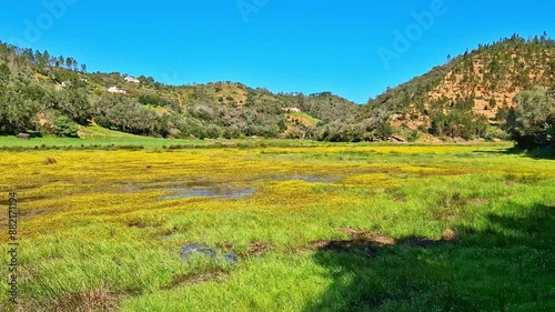 Yellow flowers on the way from Troviscais to the River Mira flowing Into the Atlantic Ocean, Troviscais, Vicentine Coast Natural Park Portugal, Rota Vicentina Coast. The Fisherman Trail photo