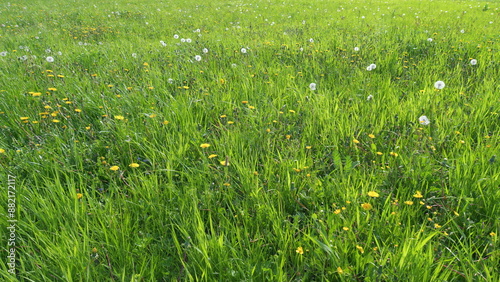 Field with yellow dandelions in summer day. Beautiful bright dandelion flowers sway from side to side in a light breeze. Wide shot.