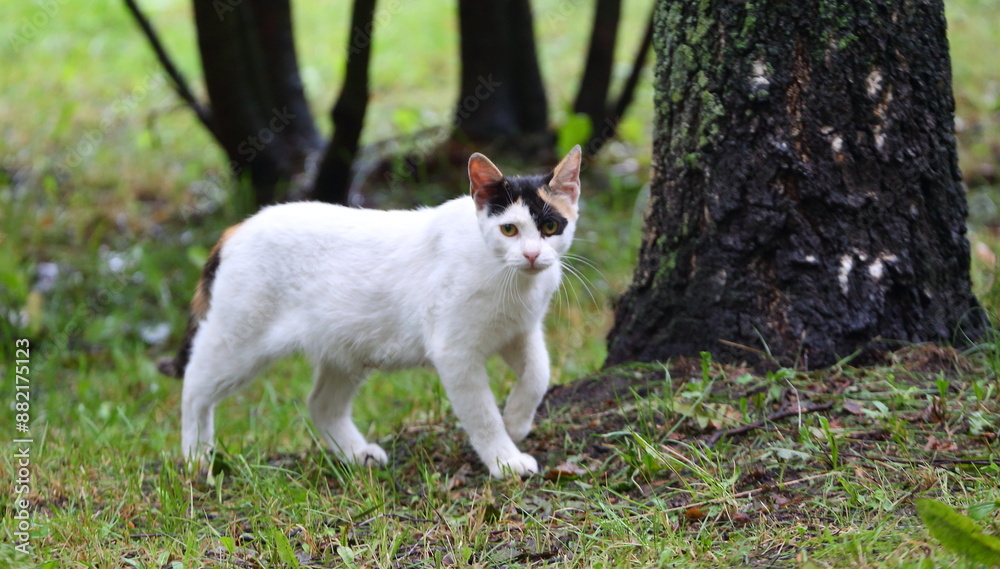 A white cat with black bangs walks on the grass wet after the rain A white cat with black bangs walks on the grass wet after the rain