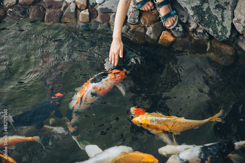 Photography Feeding the hungry funny decorative Koi carps in the pond