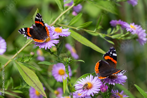 Zwei Schmetterlinge Admiral auf violetten Blüten photo