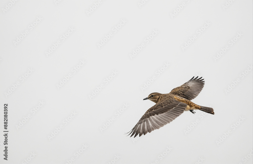 flying bird in front of white background flying bird in front of white background