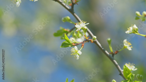 Cherry flowers blooming in the spring. Delicate white flowers on the branches with green young leaves sway in the wind on a sunny day. Slow motion.