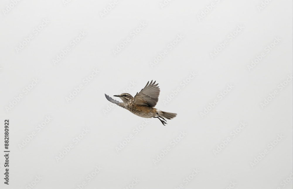 flying bird in front of white background flying bird in front of white background