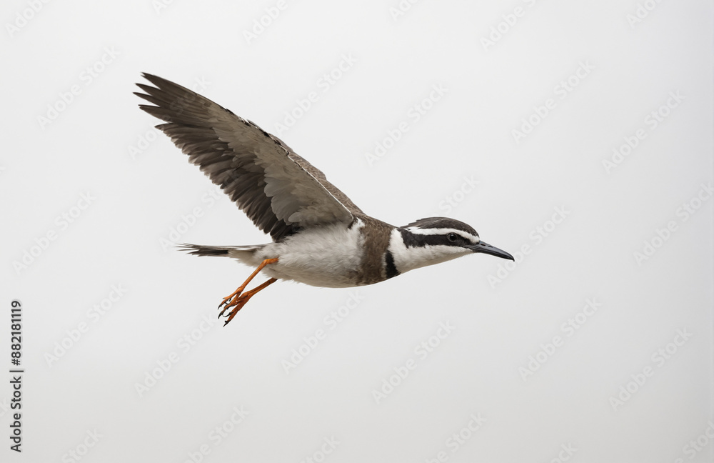 flying bird in front of white background flying bird in front of white background