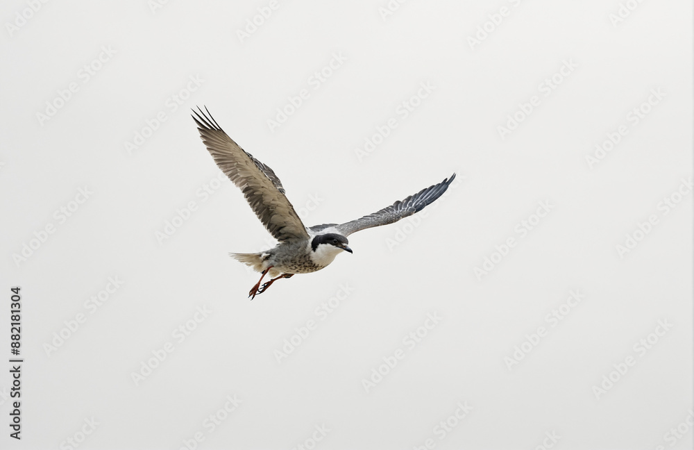 flying bird in front of white background flying bird in front of white background