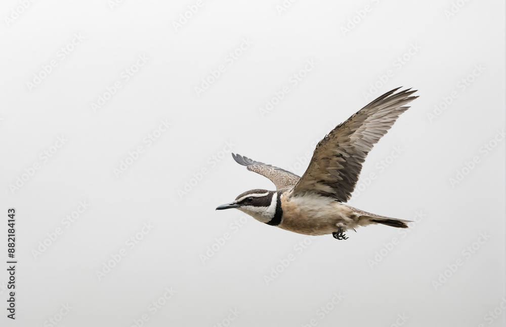 Fototapeta premium flying bird in front of a white background