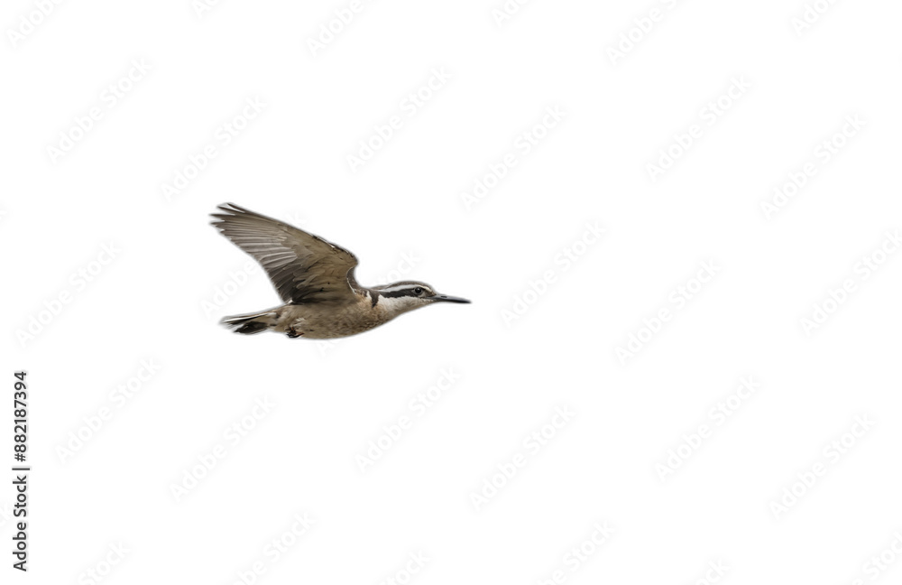 Obraz premium flying bird in front of transparent background