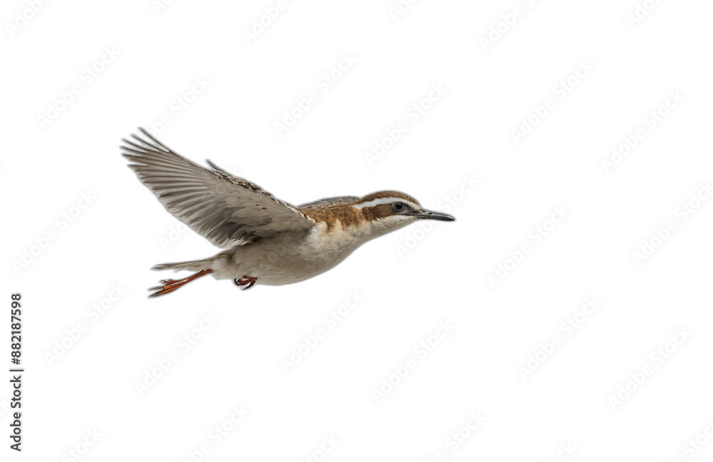 Obraz premium flying bird in front of transparent background