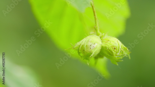 Hazelnuts on a tree grows in the forest. Green food corylus avellana cobnut product plant. Slow motion. photo