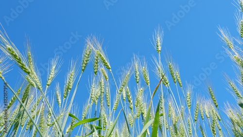 Low anlgle view. Wheat field, green golden ears of wheat swaying from wind. Beautiful blue sky. Green yellow wheat ears swaying in wind.