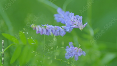 Cow vetch. Vicia cracca or tufted and bird, blue or boreal vetch, is a species of vetch native to europe and asia. photo