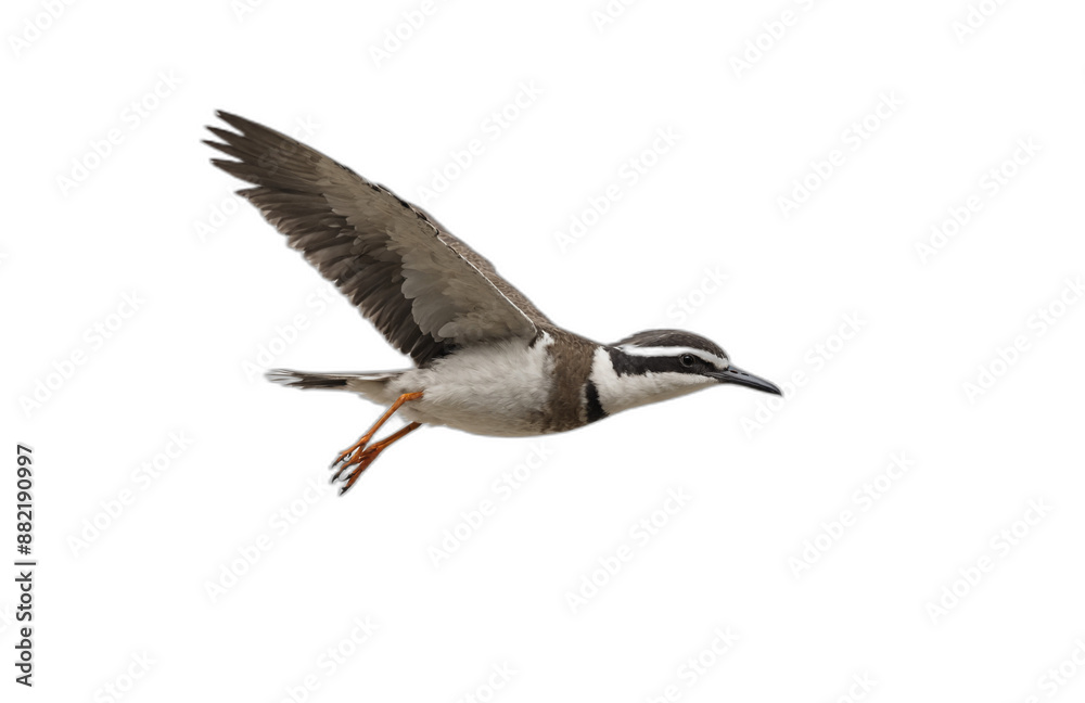Obraz premium flying bird in front of transparent background