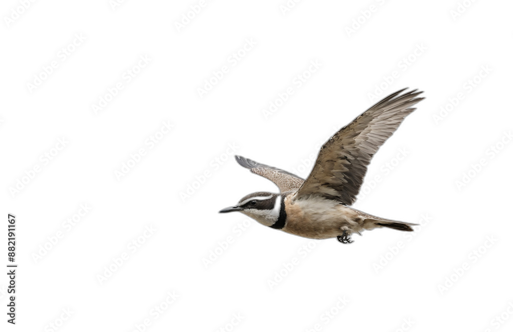 Fototapeta premium flying bird in front of transparent background