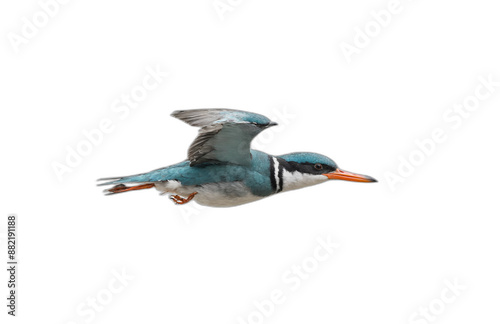 flying bird in front of transparent background photo