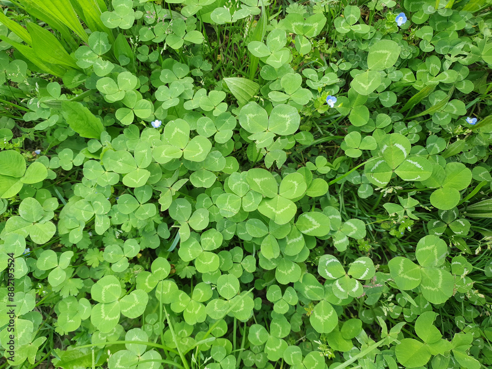 Fototapeta premium clover trefoil meadow background top view