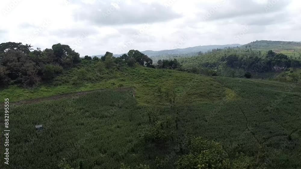 Hills with trees and fields from deforestation Hills with trees and fields from deforestation