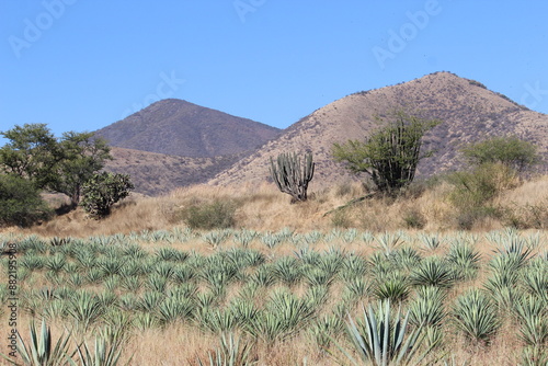 campo siembra agave maguey photo